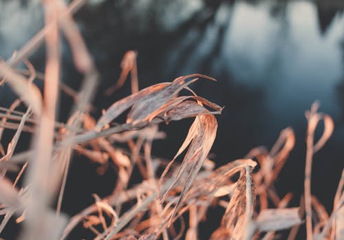 枯萎植物的选择性聚焦摄影 · 免费素材图片