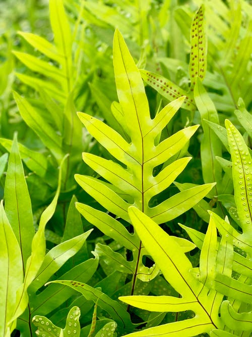 绿蕨植物 · 免费素材图片