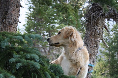 成人棕色新斯科舍省鸭收费猎犬 · 免费素材图片