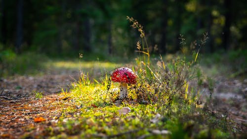 红蘑菇照片 · 免费素材图片