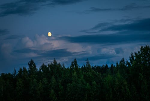 夜间森林上方的月亮 · 免费素材图片