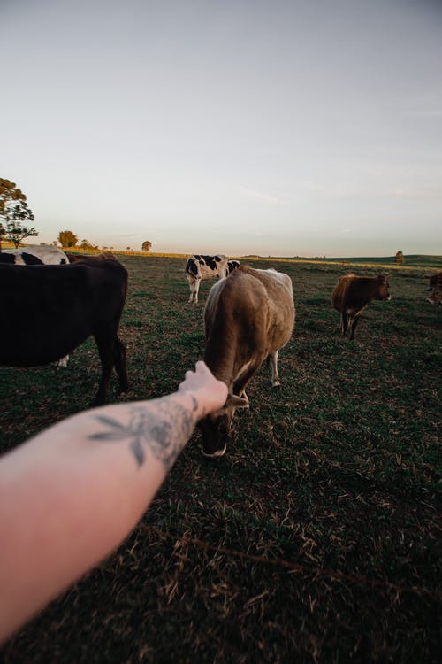 放牧牛附近的人 · 免费素材图片