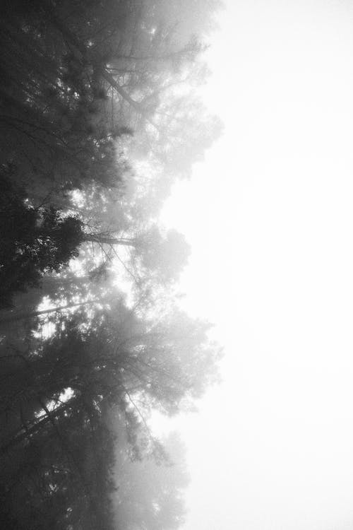 树木环绕着雾 · 免费素材图片