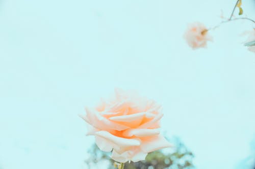 玫瑰盛开 · 免费素材图片