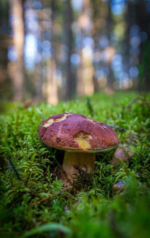蘑菇的选择性聚焦摄影 · 免费素材图片