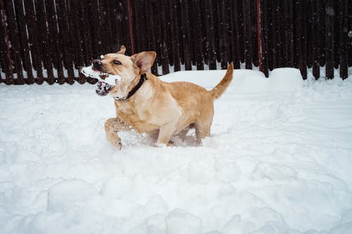 狗咬骨头时沿着雪走 · 免费素材图片