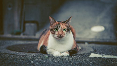 猫躺在人行道上的照片 · 免费素材图片