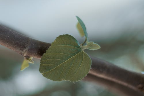 绿叶植物的选择性聚焦摄影 · 免费素材图片