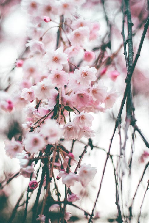 粉色樱花的选择性聚焦摄影 · 免费素材图片