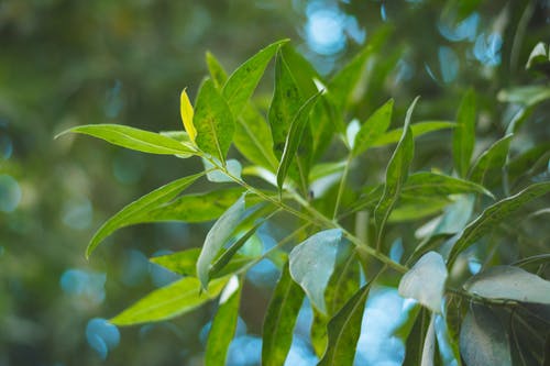 叶子的特写照片 · 免费素材图片