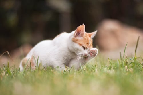 猫在草地上 · 免费素材图片