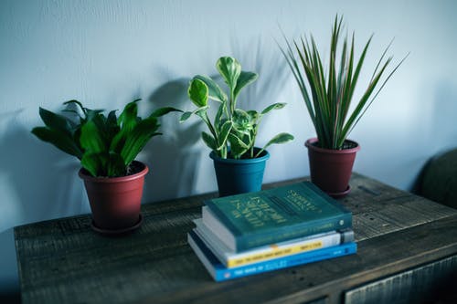 室内植物在书附近的照片 · 免费素材图片