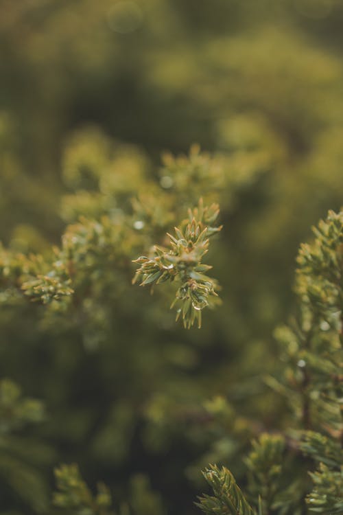 绿叶植物 · 免费素材图片