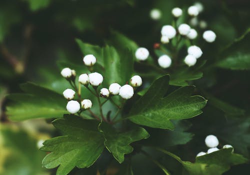 白花蕾的特写照片 · 免费素材图片