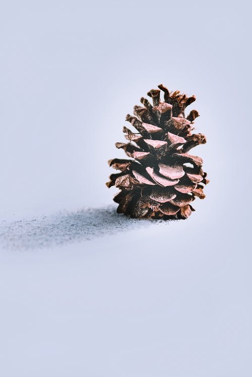 布朗松果在雪地上 · 免费素材图片