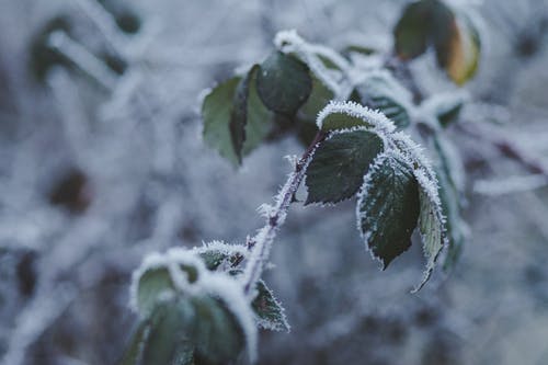 浅焦点摄影的绿色的叶子的植物覆盖着雪 · 免费素材图片