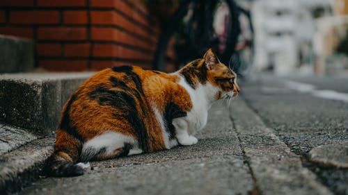 坐在街边的猫 · 免费素材图片