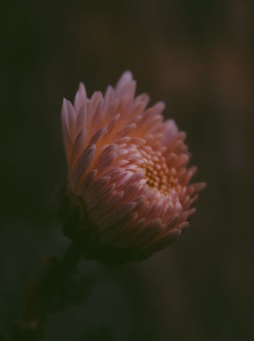 粉色菊花x桔梗花的选择性聚焦摄影 · 免费素材图片