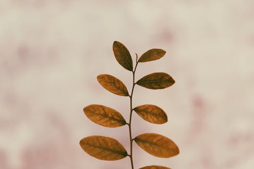 叶子的特写照片 · 免费素材图片