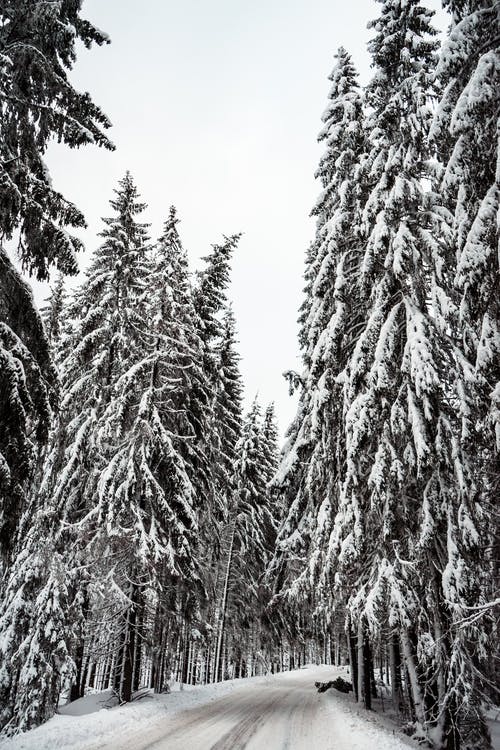 大雪覆盖的松树 · 免费素材图片