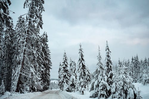 白雪皑皑的森林 · 免费素材图片