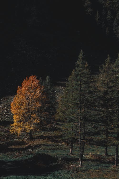 夜间棕色和绿叶森林 · 免费素材图片