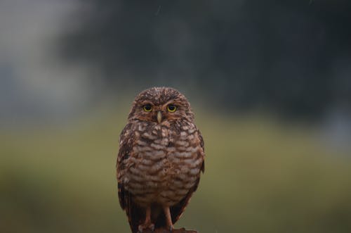 棕色猫头鹰的选择性聚焦摄影 · 免费素材图片