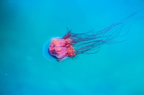 水下的水母 · 免费素材图片