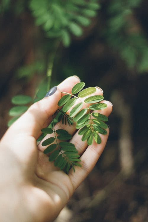 持有绿叶植物的人 · 免费素材图片