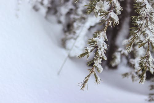 雪在树叶上 · 免费素材图片