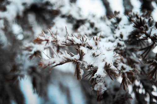 白雪皑皑的树枝 · 免费素材图片
