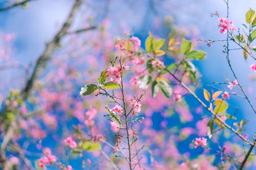 粉红色的花瓣花 · 免费素材图片