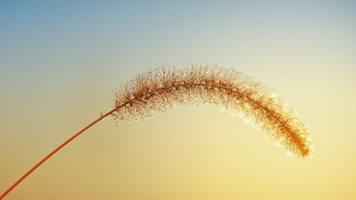 棕色草的选择性焦点照片 · 免费素材图片