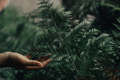 浅焦点摄影的人拿着绿色的叶子的植物 · 免费素材图片