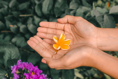 拿着黄色花的人的照片 · 免费素材图片