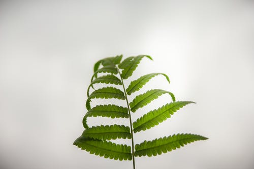 绿色蕨叶的特写摄影 · 免费素材图片