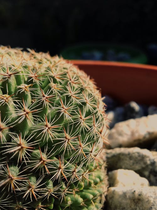 仙人掌植物 · 免费素材图片