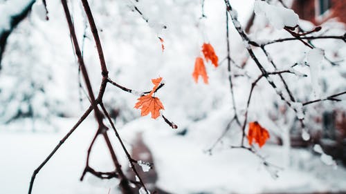 白雪皑皑的叶子 · 免费素材图片