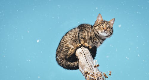 虎斑猫的照片 · 免费素材图片