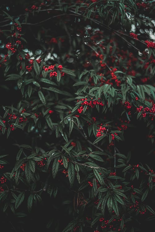 黑色和红色花卉纺织 · 免费素材图片