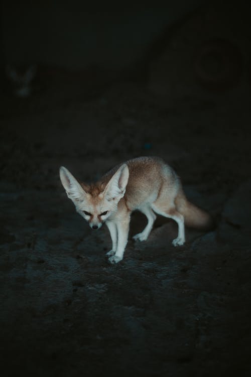 Fennec Fox的照片 · 免费素材图片