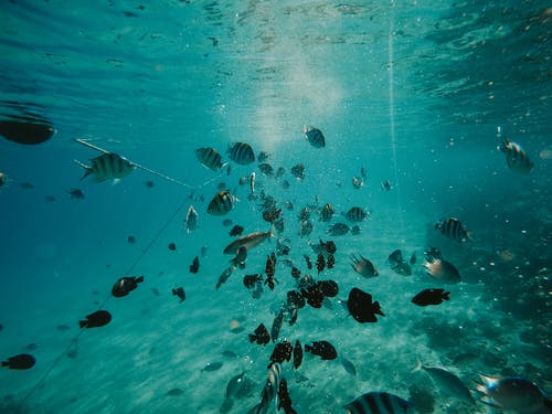 鱼的水下照片 · 免费素材图片