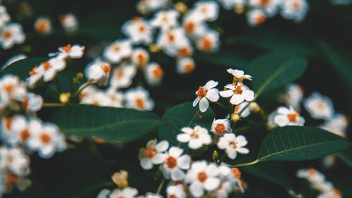 白色花瓣花的微距摄影 · 免费素材图片