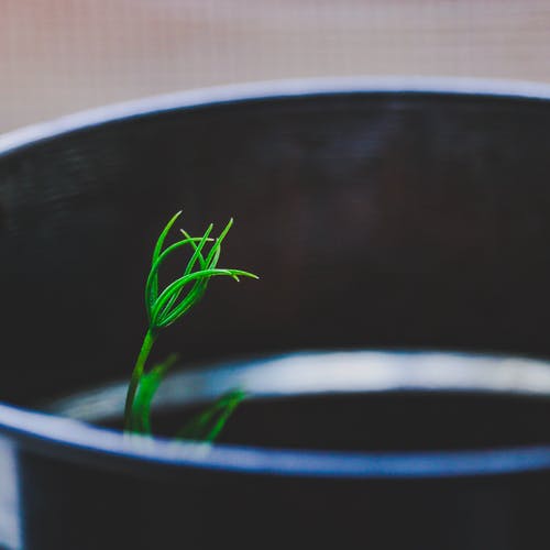 绿色植物 · 免费素材图片