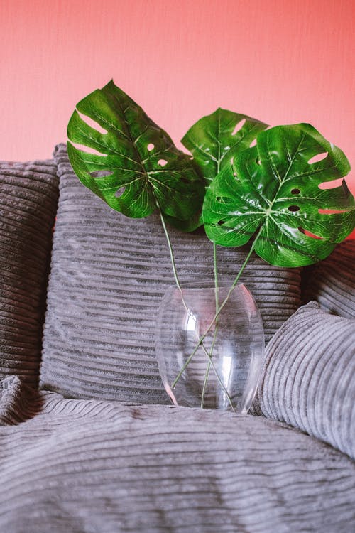 龟背竹植物在玻璃花瓶上的照片 · 免费素材图片