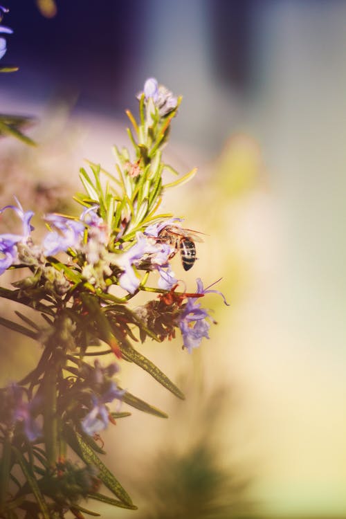 紫色花瓣花 · 免费素材图片