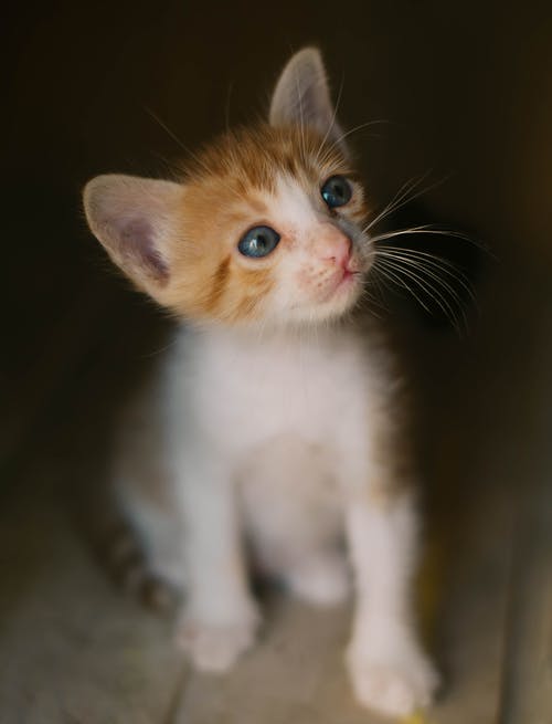 白色和橙色的小猫 · 免费素材图片