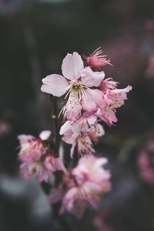 粉红色的花瓣 · 免费素材图片