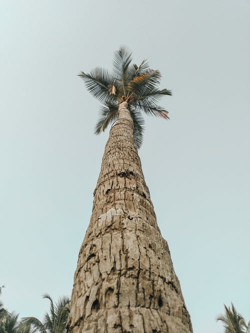低角度摄影的椰子树 · 免费素材图片