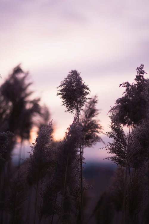 白叶植物的选择性聚焦摄影 · 免费素材图片